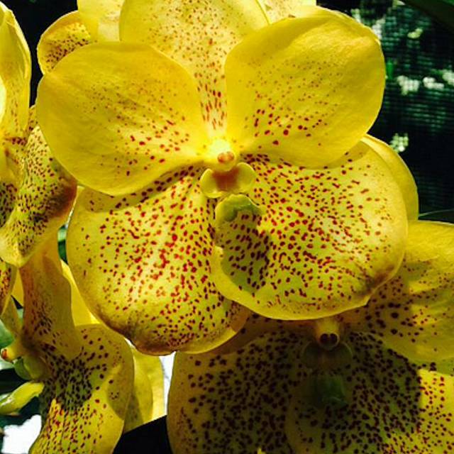 Vanda suksamran x kulvade