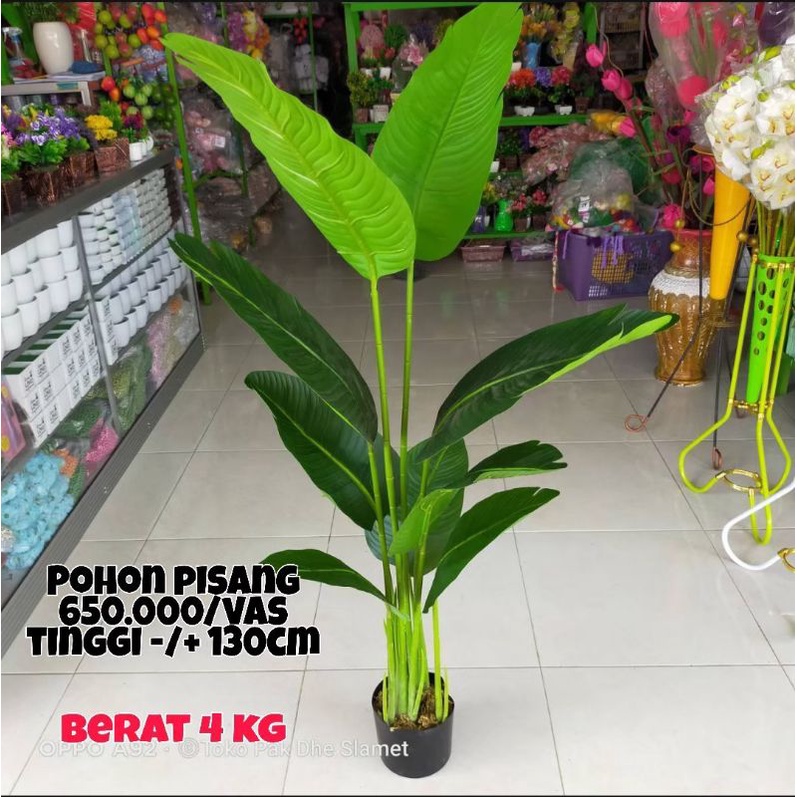 Tanaman Hias Helocinia Tanaman Hias Pisang Pisangan