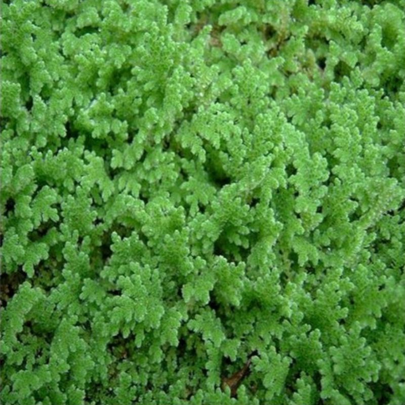 azolla 1 kg