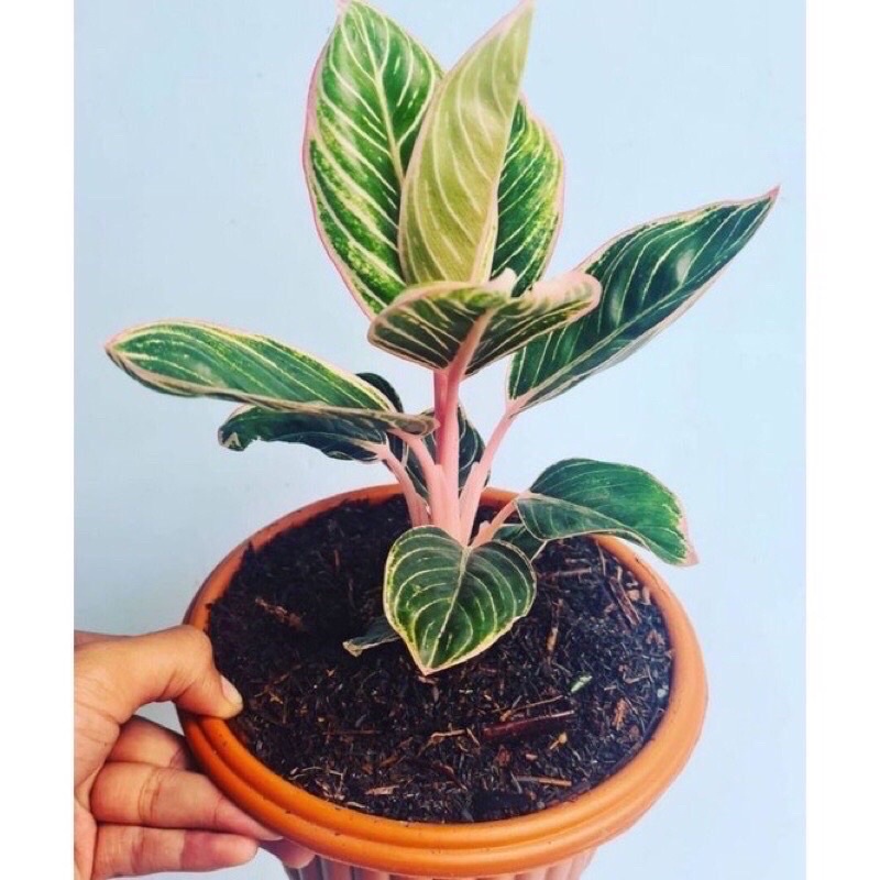 promo bibit aglonema minion anakan