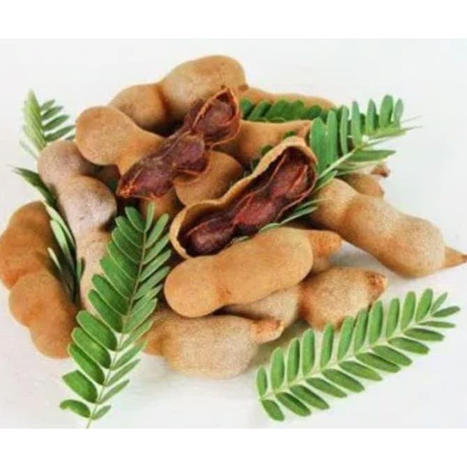 #_# 4 KG BIJI BENIH POHON ASAM JOWO JAWA %1