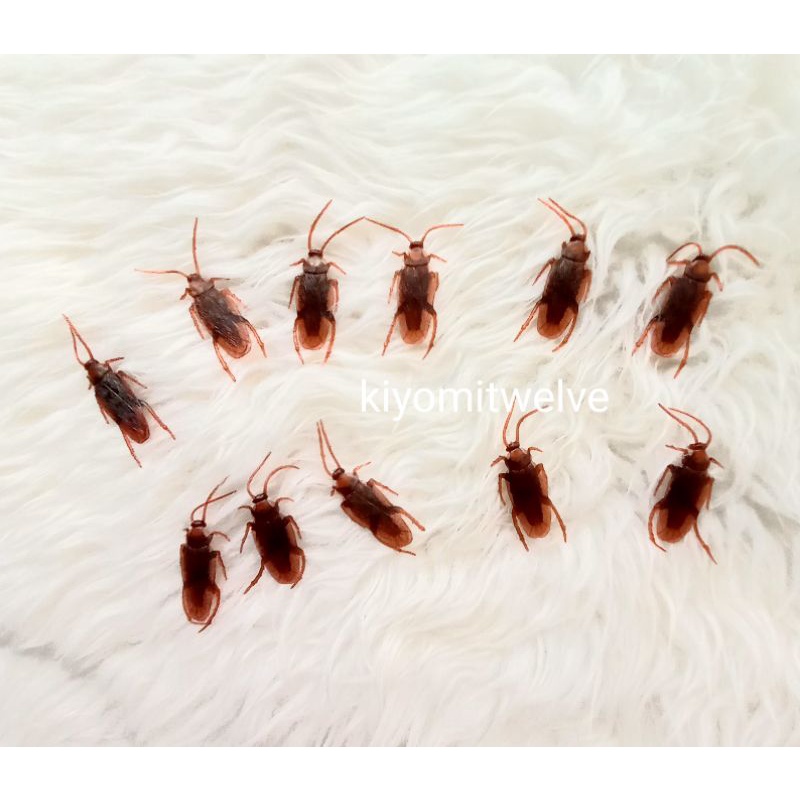 Mainan Kucing Kecoa Palsu Kecoak Mainan Prank Toy Kecoa Karet
