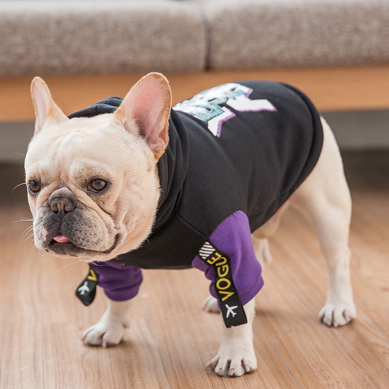 Gambar Anjing Bulldog Lucu - Gambar Binatang lucu