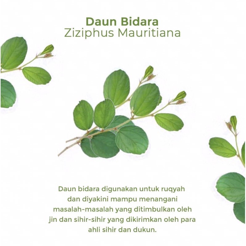 

Daun Bidara Segar 100 lembar