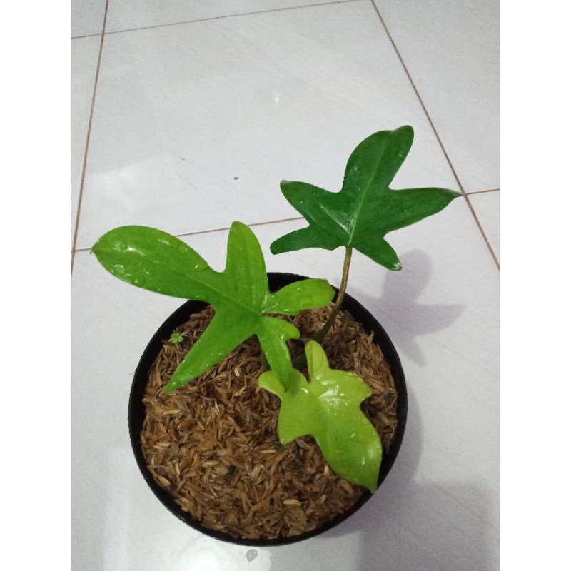 TANAMAN PHILODENDRON PEDATUM-pilodendron merpati