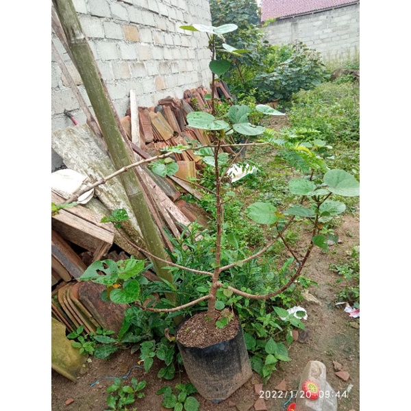 waru taiwan bibit bonsai