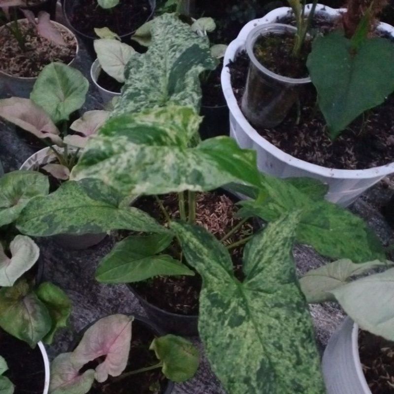 syngonium mojito