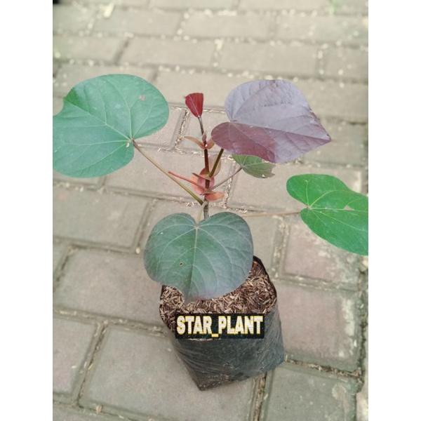 tanaman hias waru merah bahan bonsai