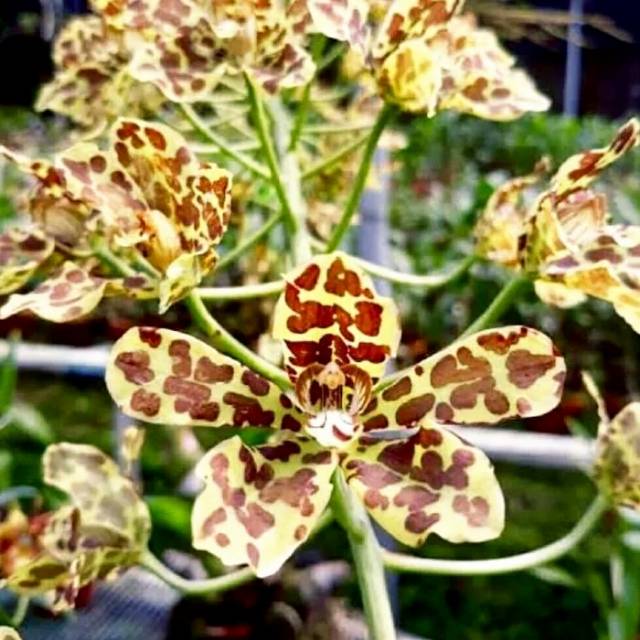 Anggrek grammatophyllum scriptum dewasa