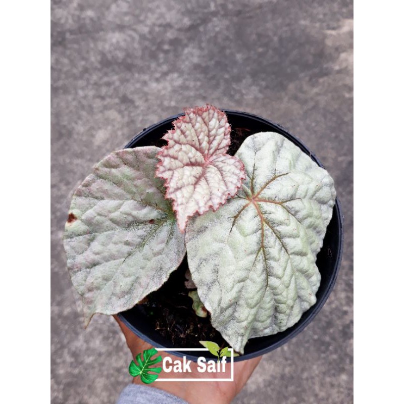 Begonia Rex Silver Limbo / Begonia Rex Silver Pink