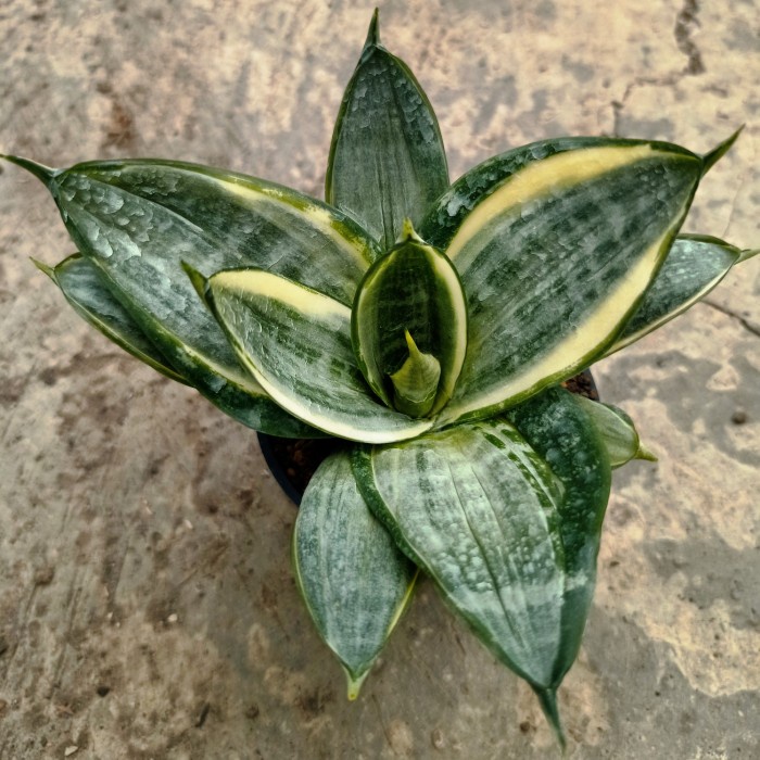 sansevieria silver frost kaktus sukulen tanaman hias