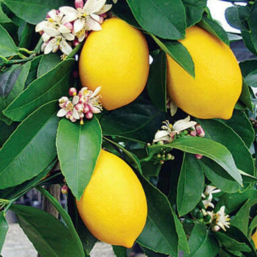 <1 Bibit 5 Pohon Jeruk Lemon Tea/Kuning.Paket 2Kg =£1
