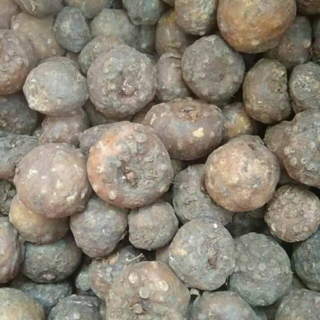 BIBIT UMBI PORANG SUPER | MURAH ISI 20-30 1kg