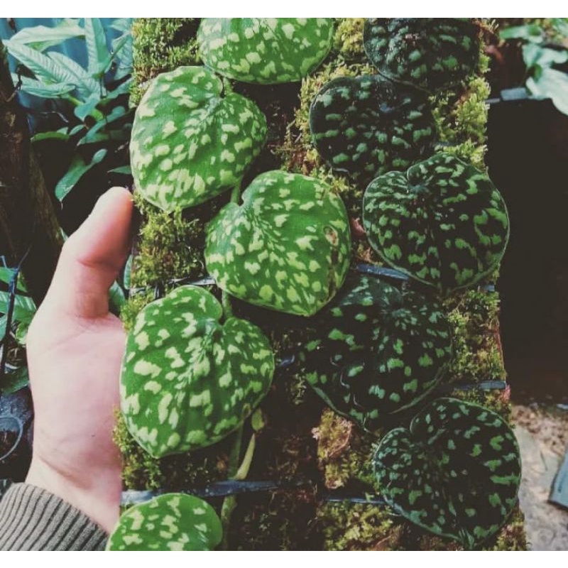 scindapsus sp borneo