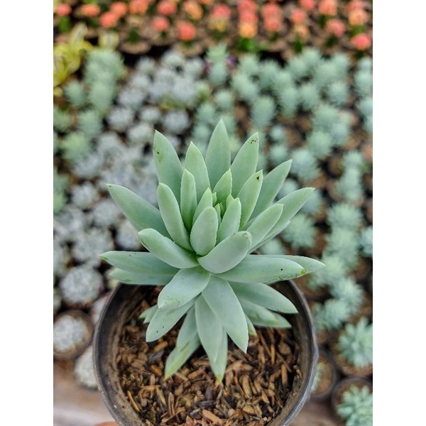 seculen air mata ibu tanaman hias