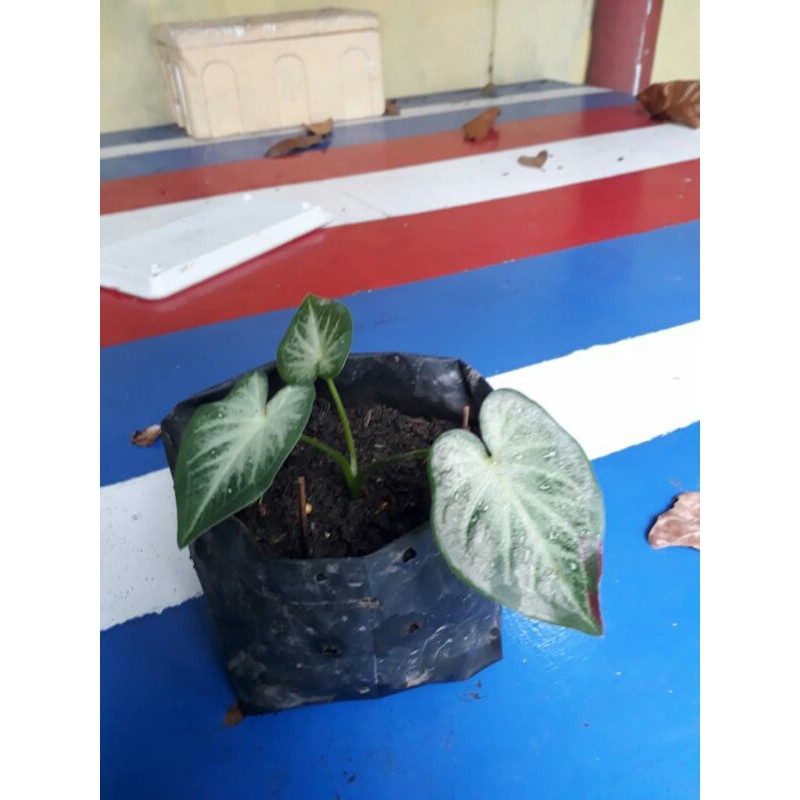caladium shycool/cat tumpah/keladi tumpah cat/anakan tumpah cat