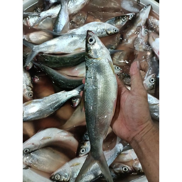 

ikan bandeng segar ikan air tawar size 3-4/1kg