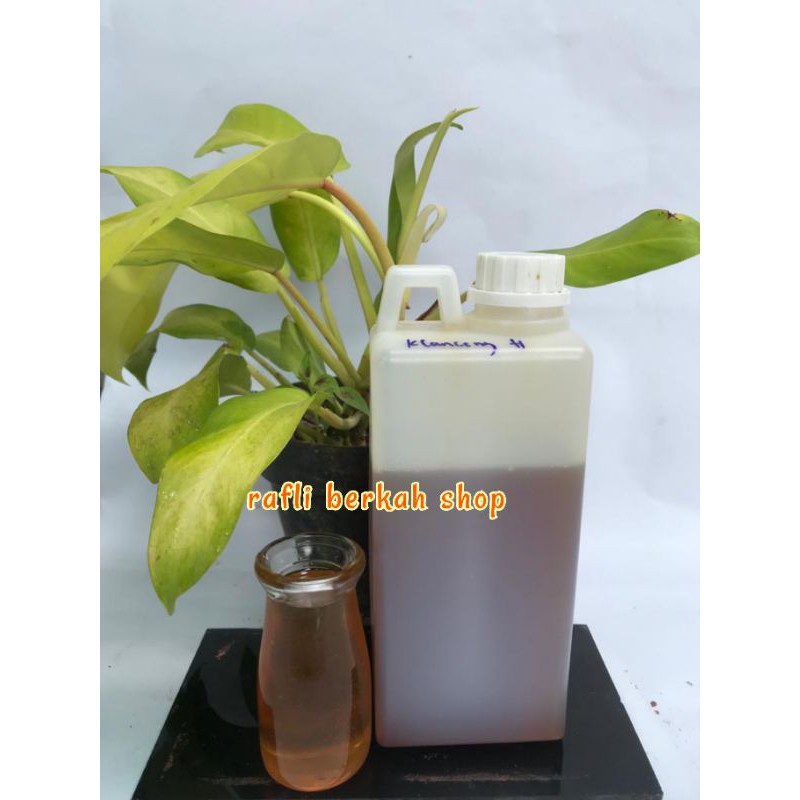 

Madu asli klanceng/trigona/kelulut kemasan 1000 gr MADU