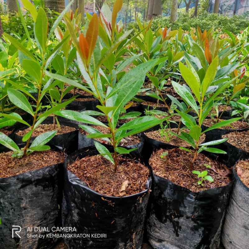 tanaman hias murah santos temon