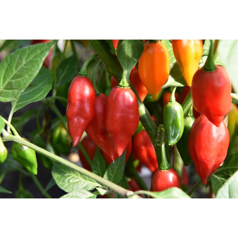 Benih Bibit Biji - Cabai Red Hot Habanero Pepper Lantern Merah Seeds