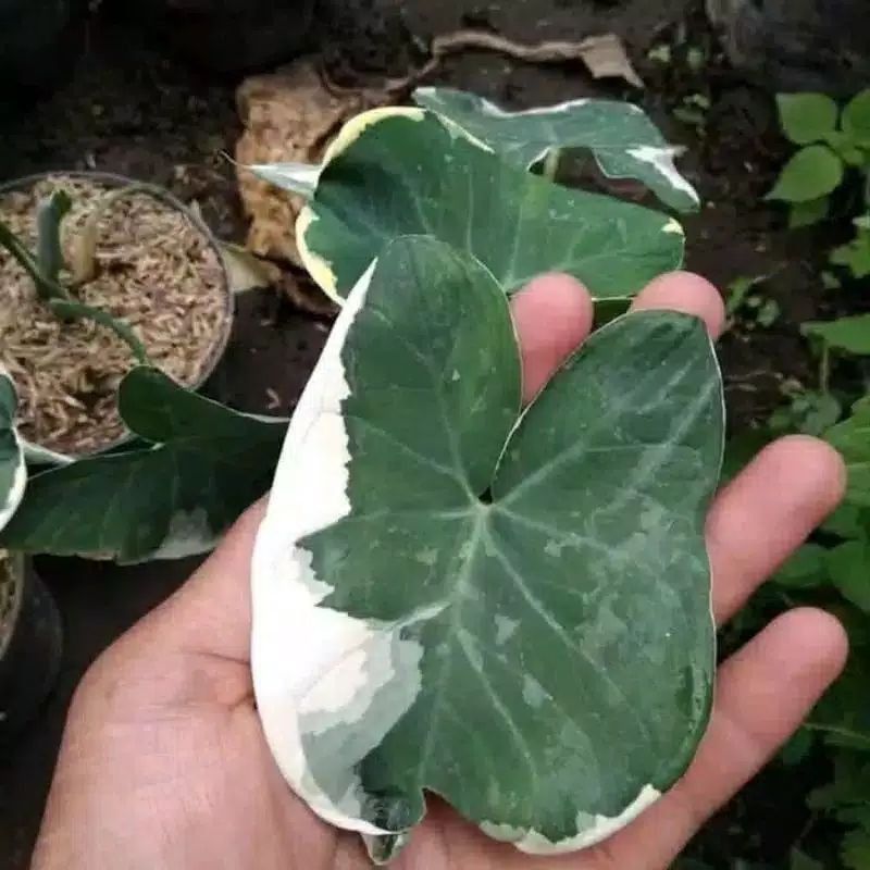 caladium kantong semar / keladi tikus / caladium micky mouse / caladium varigata