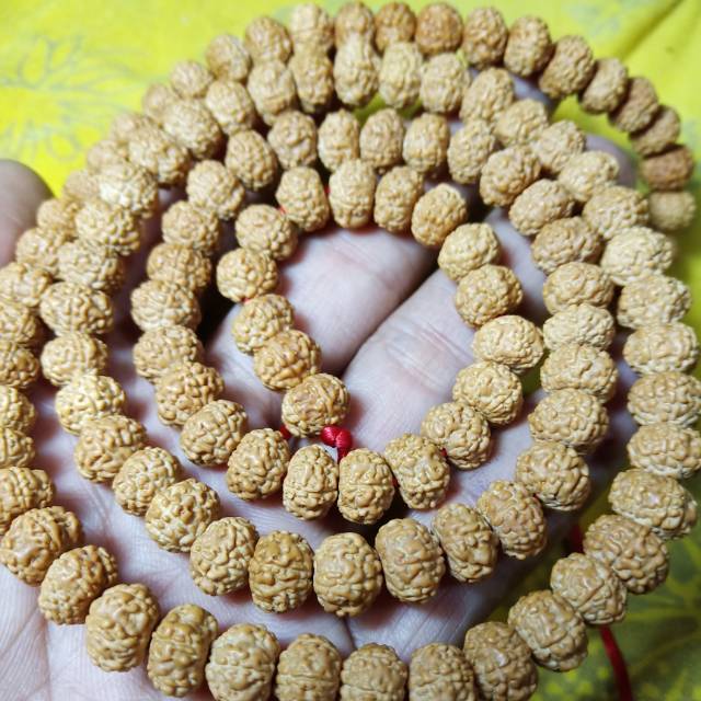 Jenitri mukhi 7 rudraksha mukhi 7