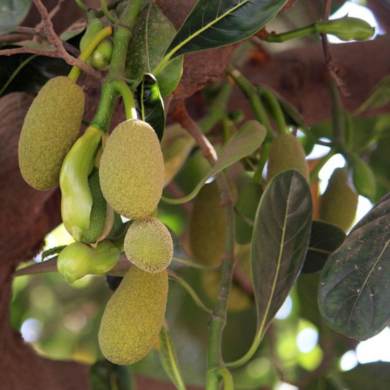 

babal pentil nangka 1kg