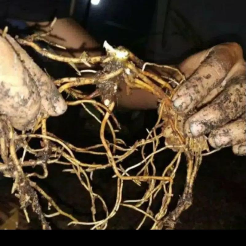 

bibit bongol aglonema emerald