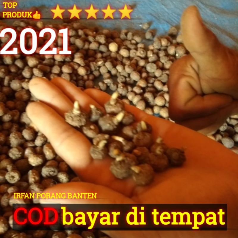 bibit porang dari umbi 1kg isi banyak, bibit porang siap tanam 2021