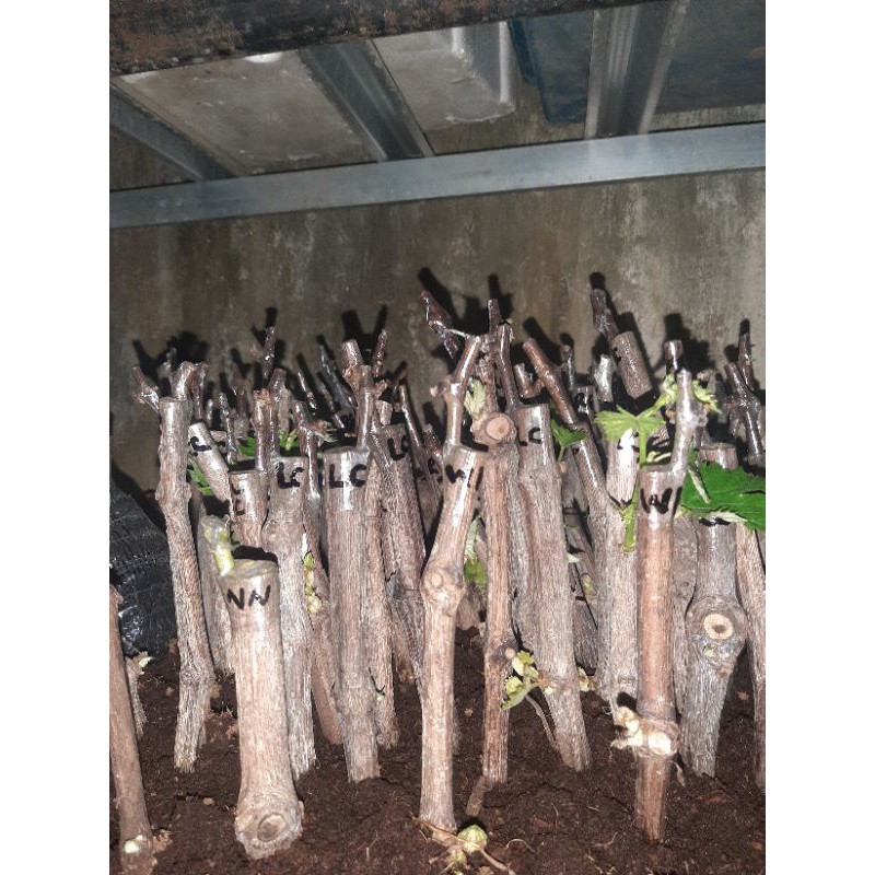 bibit grafting anggur import