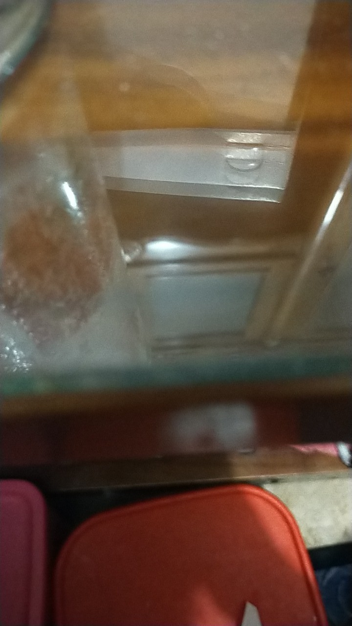 Sukulen Dan Kaktus Mini (notocactus Magnificus / Parodia Magnifica)