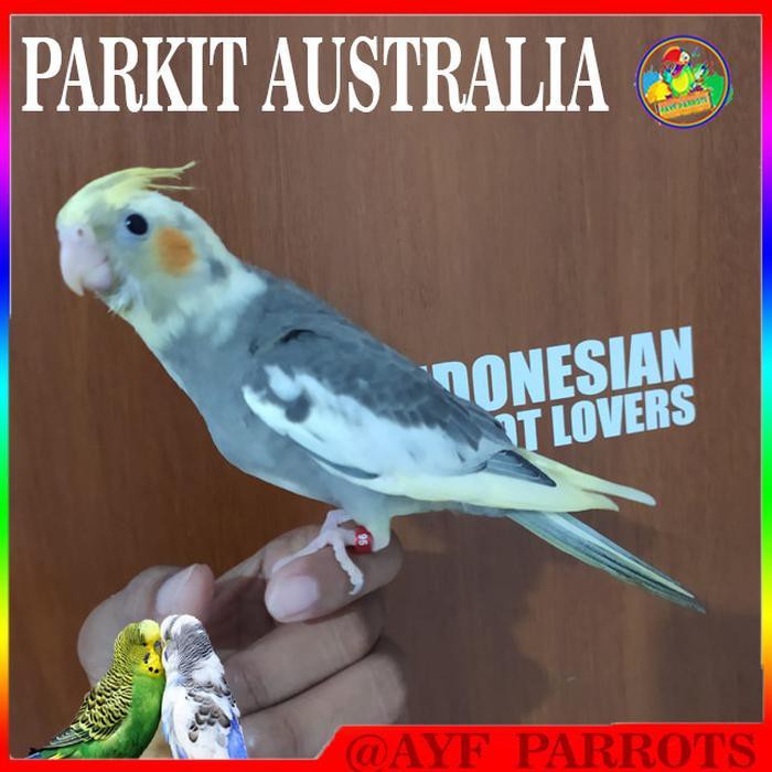 710 Gambar Burung Falk Jantan Dan Betina Gratis