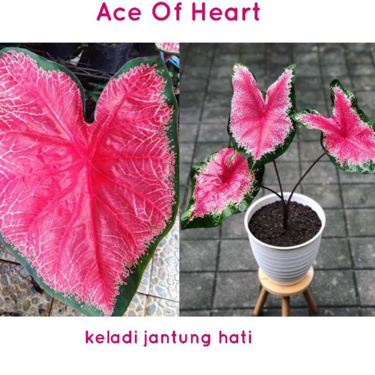 Caladium Ace Of Heart / Keladi Jantung Hati / Keladi Merah 