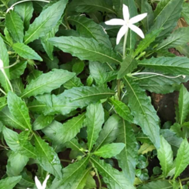 

Jual daun ki tolod fresh