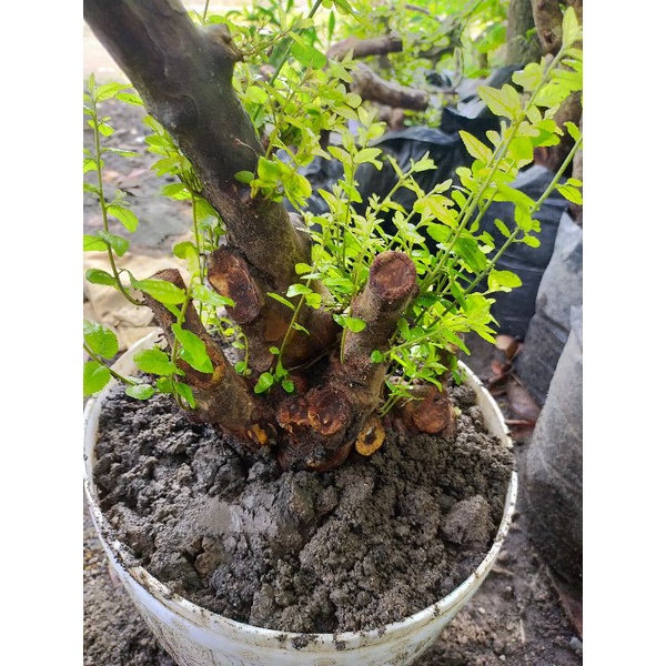 bahan bonsai Dongkelan kibesi subur