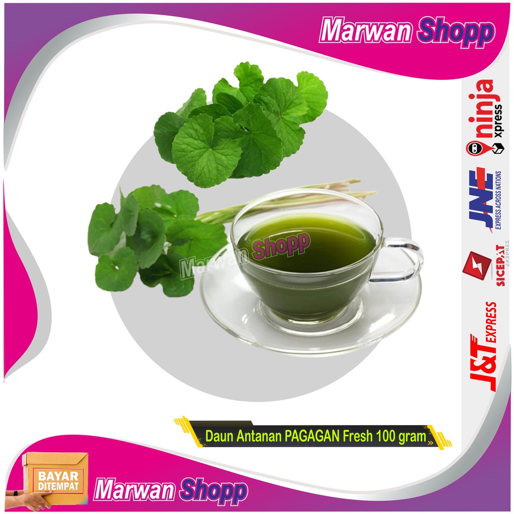 

Daun Antanan PAGAGAN Fresh 100 gram MARWAN SHOPP
