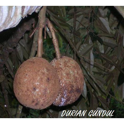 KW1 BIBIT DURIAN GUNDUL BERKUALITAS DAN TERJANGKAU ASLI