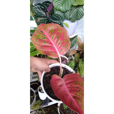 aglonema big papa mutasi