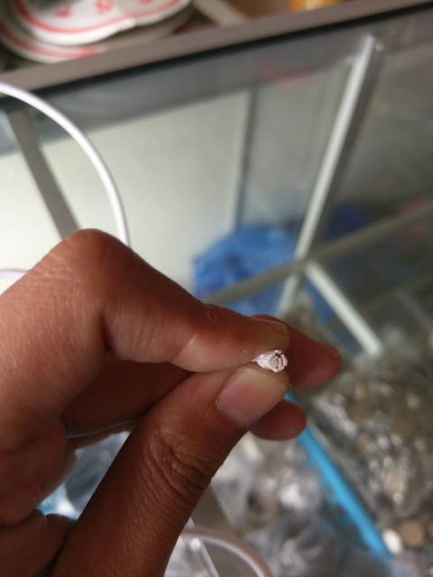 TALI KUR KARET ELASTIS BULAT DIAMETER 3 MM PER ROL