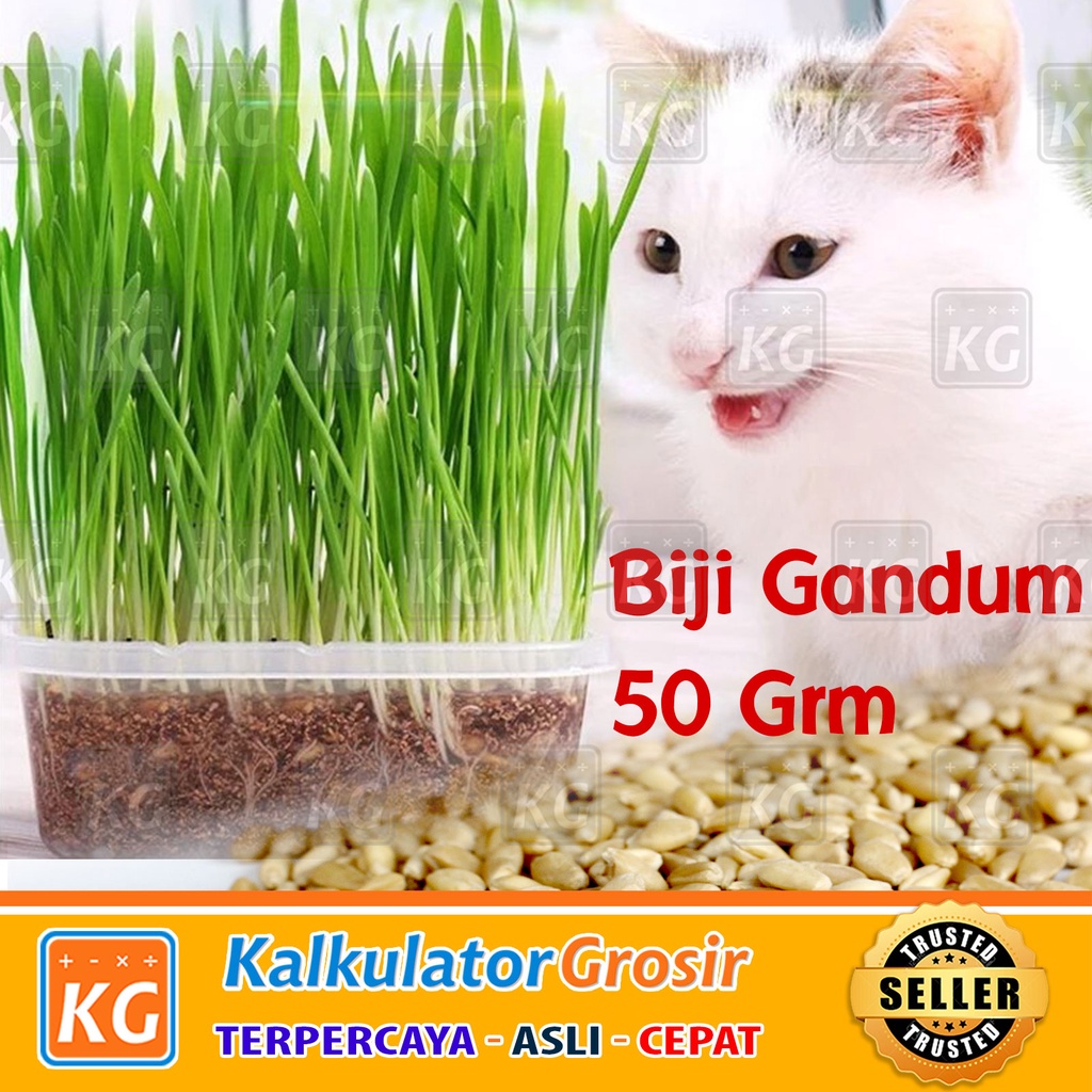 50g Benih Biji Rumput Kucing Wheat Grass Gandum Makanan Kucing 50 Gram Wheat Seed