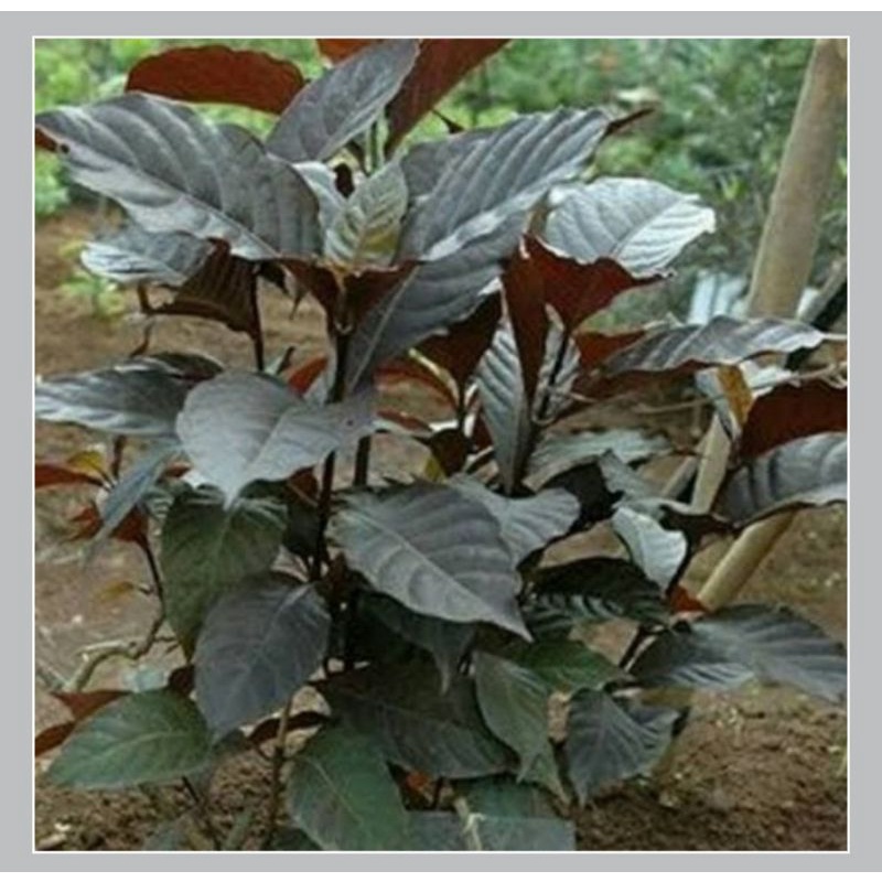

daun unggu/daun handelem 250g