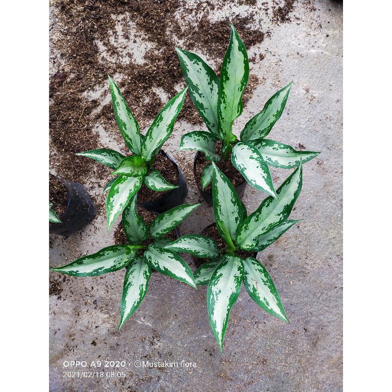 aglaonema silver