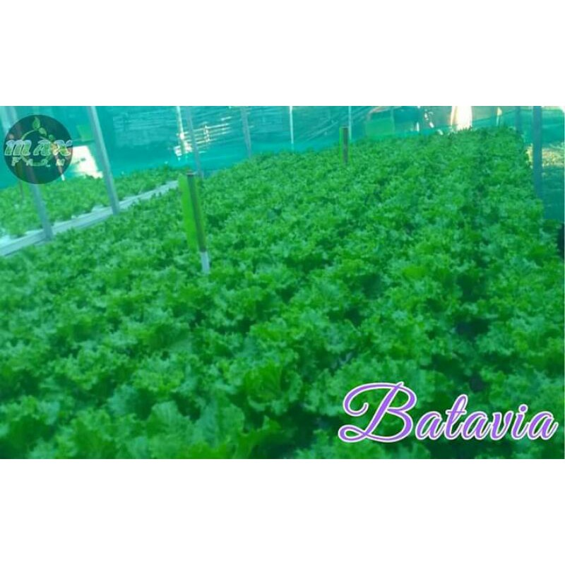 

Selada Keriting / Batavia / Selada Hidroponik