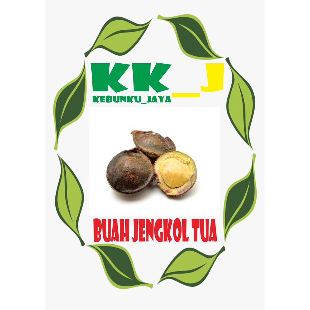 

BUAH JENGKOL TUA SIAP OLAH 1KG