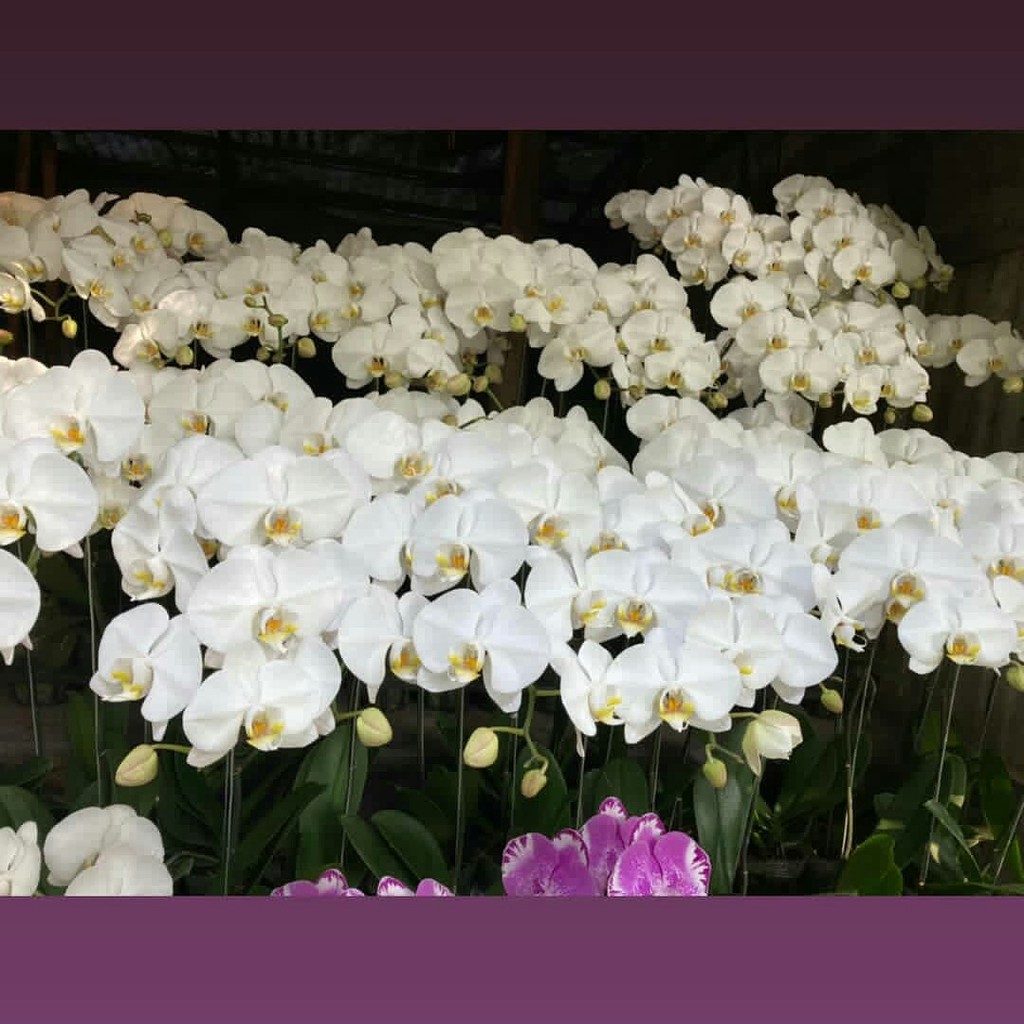 Bunga anggrek bulan putih asli fresh