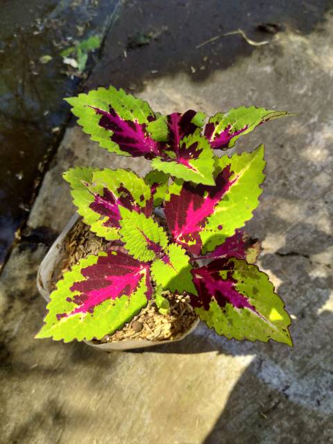 Tanaman hias miana hijau merah sudah berakar dan daun rimbun murah dan cantik