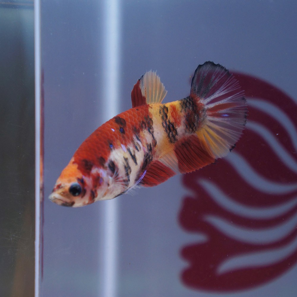 cupang female plakat nemo galaxy betina merah orange NOV