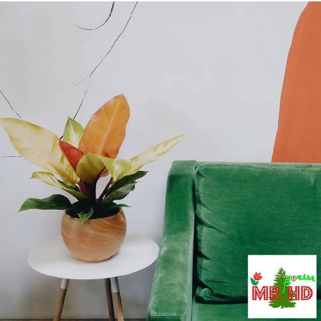 Tanaman hias philodendron prince of orange | philodendron ORANGE juice