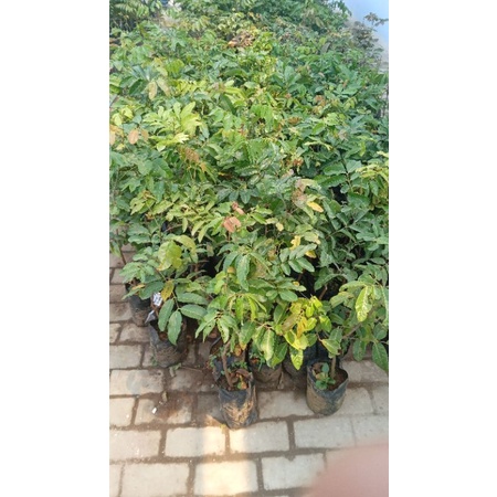 bibit Kelengkeng matalada 1 ,kelengkeng kristal 2