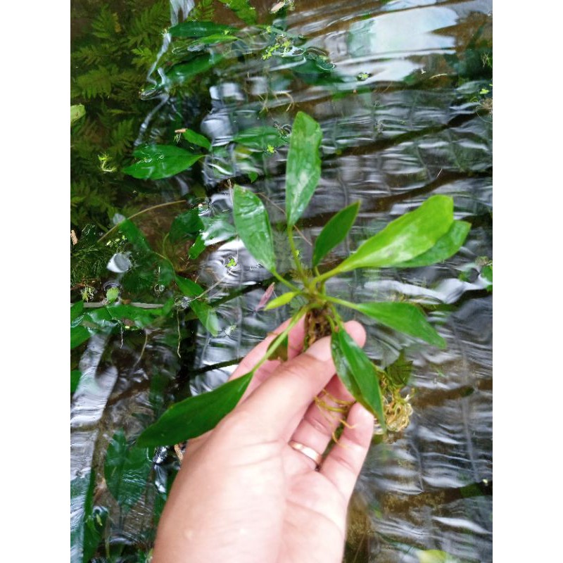 anubias sp /tanaman aquascape